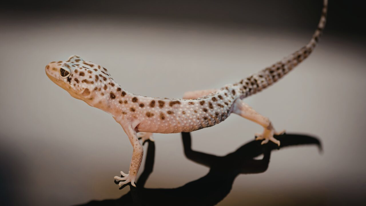 Why Leopard Geckos Are Becoming One of the Most Popular Beginner-Friendly Pets for Modern Households