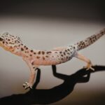 Why Leopard Geckos Are Becoming One of the Most Popular Beginner-Friendly Pets for Modern Households