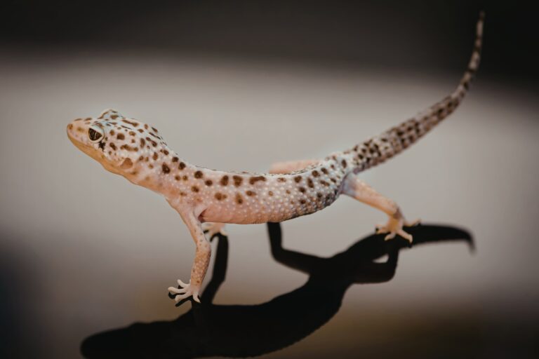 Why Leopard Geckos Are Becoming One of the Most Popular Beginner-Friendly Pets for Modern Households