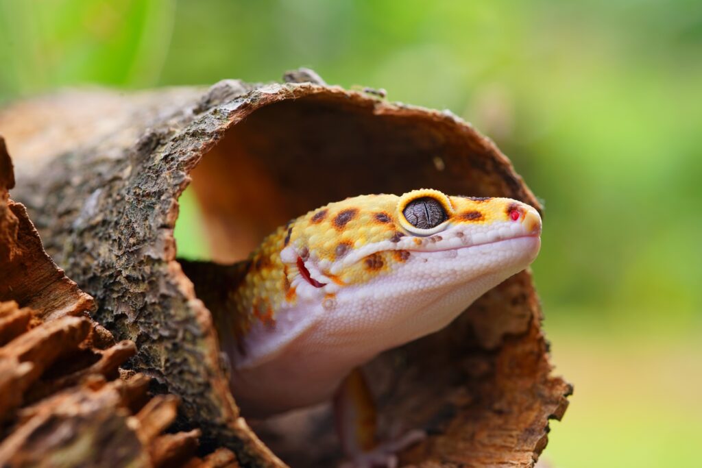 The Growing Cultural Appreciation for Gentle, Low-Maintenance Pets